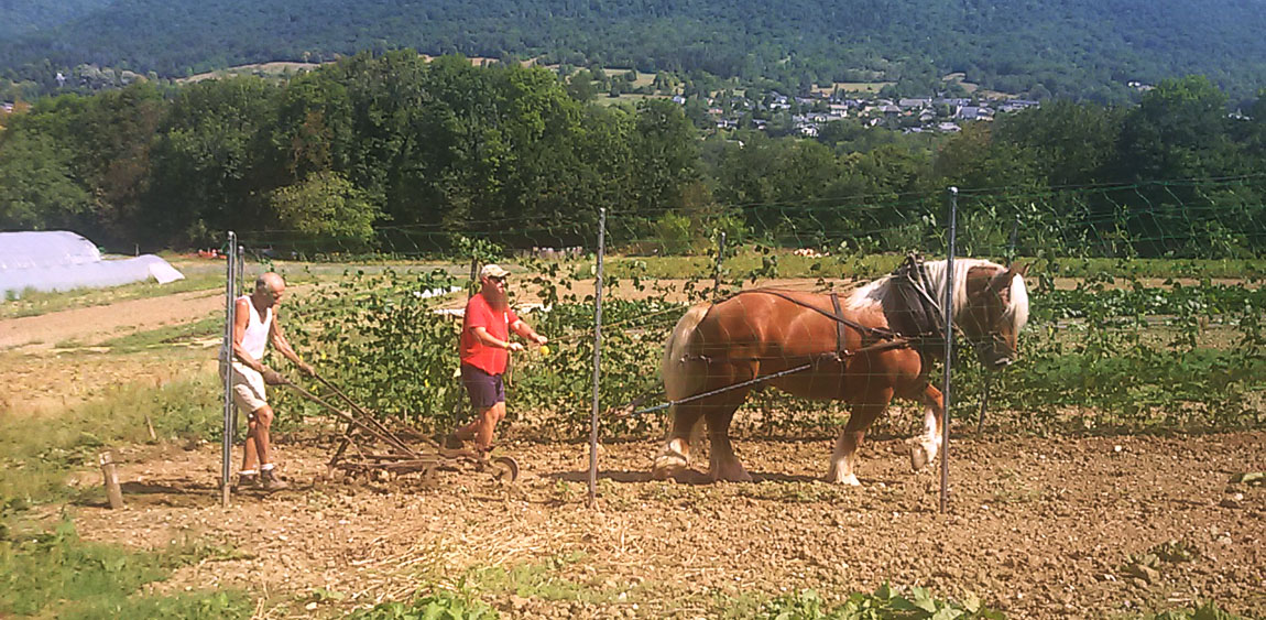 Via col Vino 13: la trazione animale. Pierre